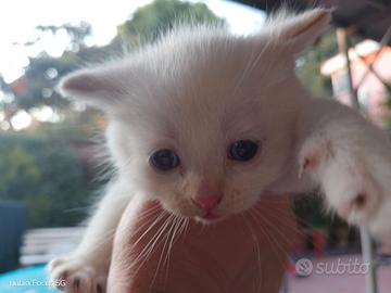 Gattini cuccioli British color Flame point o red p