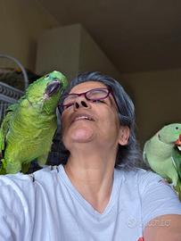 amazona allevata a mano