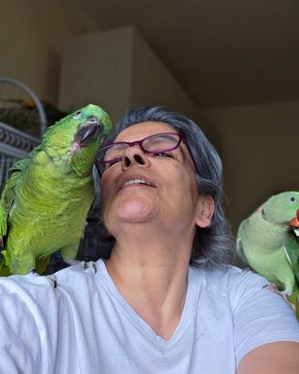 amazona allevata a mano