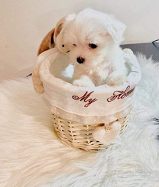 Cuccioli di MALTESI taglia piccola