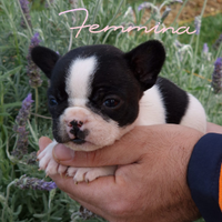 Femmina di buldog francese con pedigree