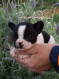 Femmina di buldog francese con pedigree
