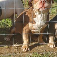 American bully