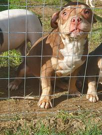 American bully
