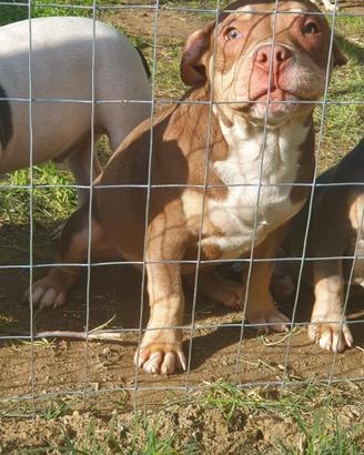 American bully