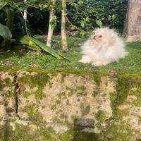 Spitz Pomerania mini