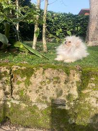 Spitz Pomerania mini