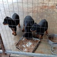 Cuccioli Rottwailer