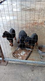 Cuccioli Rottwailer