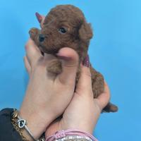 Barboncina mini Toy Red Brown