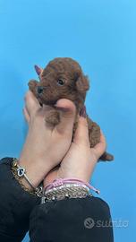 Barboncina mini Toy Red Brown