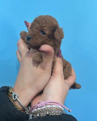 Barboncina mini Toy Red Brown