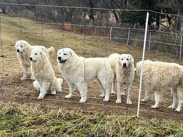 Pastore abruzzese maremmano cuccioli enci