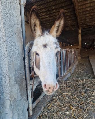 Asilo disponibile per monta