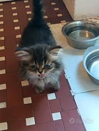 Gatto persiano
