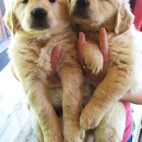 Cuccioli di Golden retriever