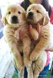 Cuccioli di Golden retriever