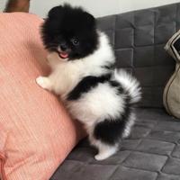 Spitz Pomerania