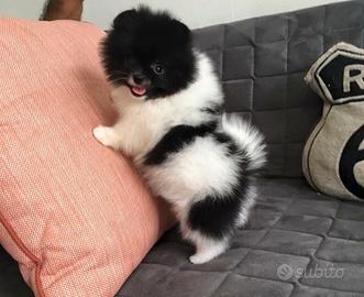 Spitz Pomerania
