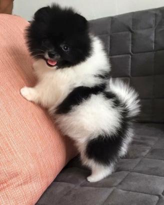 Spitz Pomerania