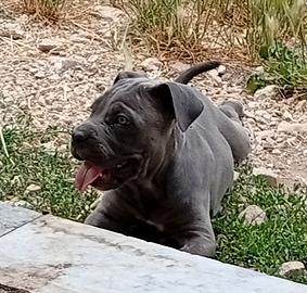 CANE corso cuccioli