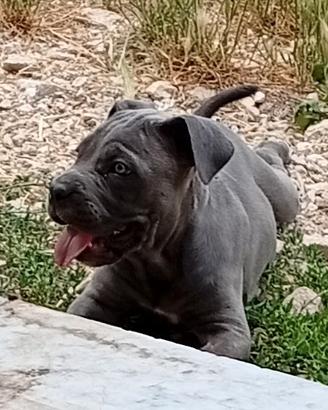 CANE corso cuccioli