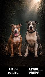 Cuccioli pitbull
