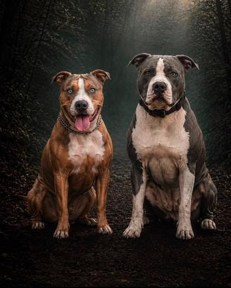 Cuccioli pitbull