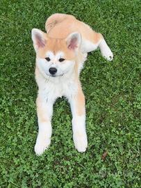 Cucciola Akita inu