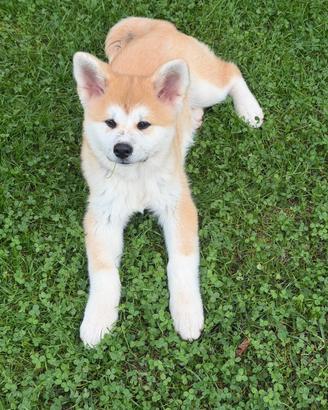 Cucciola Akita inu