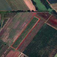 Latina (LT) - Terreno con prugne | TR317