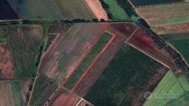 Latina (LT) - Terreno con prugne | TR317