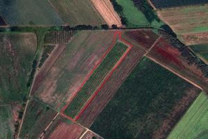 Latina (LT) - Terreno con prugne | TR317