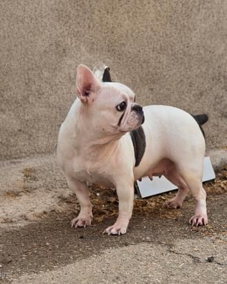 Bulldog francese