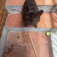 Animali cane buldog francese