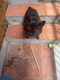 Animali cane buldog francese