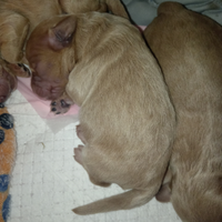 Cuccioli di barboncino nano appena natti