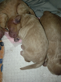 Cuccioli di barboncino nano appena natti