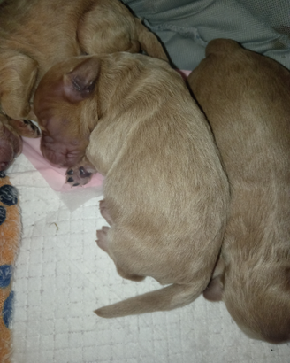 Cuccioli di barboncino nano appena natti