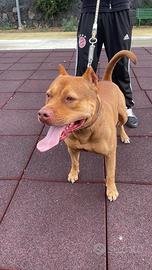 Disponibile per monta