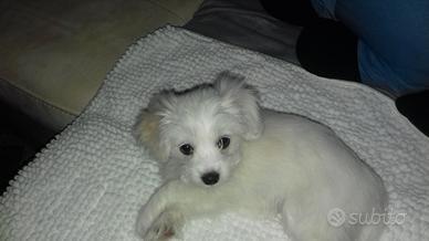 Maltese femmina piccola taglia