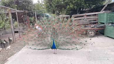 Pavoni 