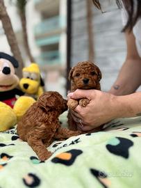 Barboncino mini toy