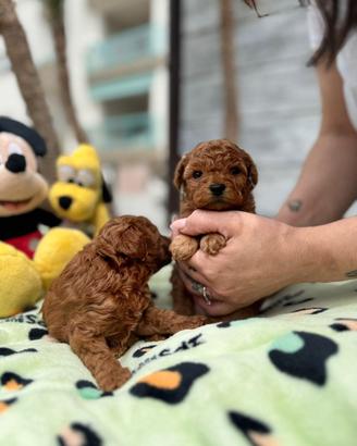 Barboncino mini toy