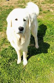 Pastori Maremmano-Abruzzesi puri giovani