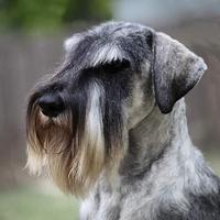 Schnauzer medi pepe e sale