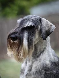 Schnauzer medi pepe e sale