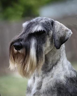 Schnauzer medi pepe e sale