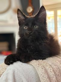 Maine Coon Pedigree
