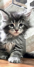 Cucciola di Maine Coon con pedigree